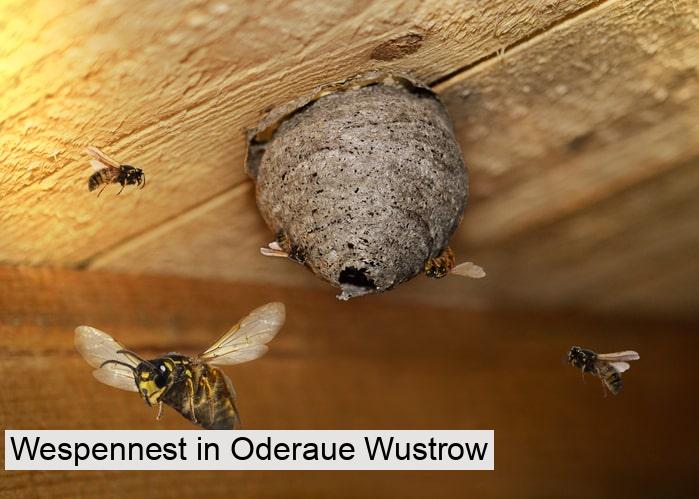 Wespennest in Oderaue Wustrow